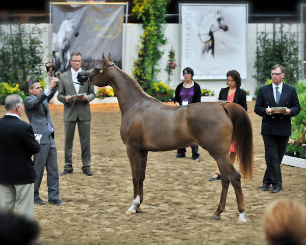 Arabian Breeders World Cup by Kelly Campbell
