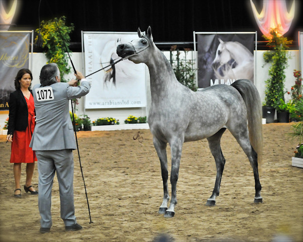 Arabian Breeders World Cup by Kelly Campbell