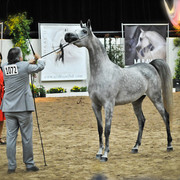 Arabian Breeders World Cup by Kelly Campbell