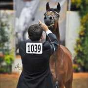 Arabian Breeders World Cup by Kelly Campbell