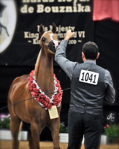 Arabian Breeders World Cup by Kelly Campbell