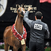 Arabian Breeders World Cup by Kelly Campbell