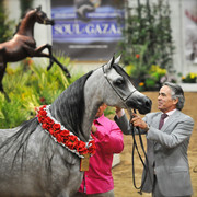Arabian Breeders World Cup by Kelly Campbell