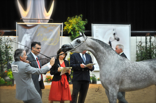 Arabian Breeders World Cup by Kelly Campbell