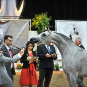 Arabian Breeders World Cup by Kelly Campbell