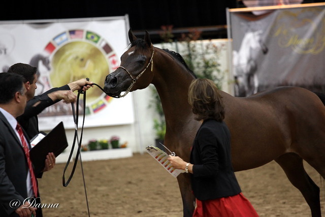 6th Annual Arabian Breeders' World Cup - Day 2