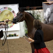 6th Annual Arabian Breeders' World Cup - Day 2