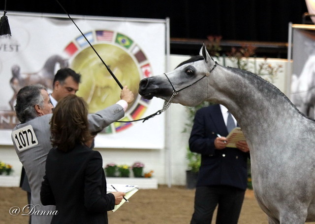 6th Annual Arabian Breeders' World Cup - Day 2