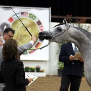 6th Annual Arabian Breeders' World Cup - Day 2