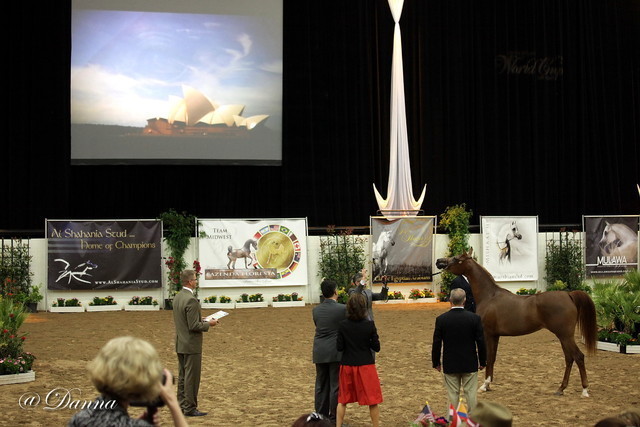 6th Annual Arabian Breeders' World Cup - Day 2