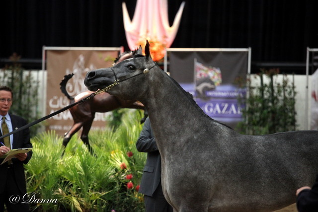 6th Annual Arabian Breeders' World Cup - Day 2