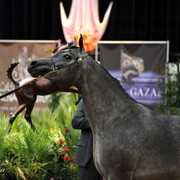 6th Annual Arabian Breeders' World Cup - Day 2