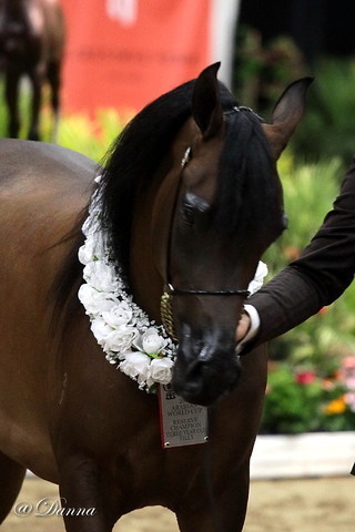 6th Annual Arabian Breeders' World Cup - Day 2
