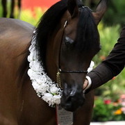 6th Annual Arabian Breeders' World Cup - Day 2