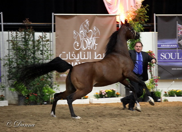 6th Annual Arabian Breeders' World Cup - Day 2