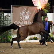 6th Annual Arabian Breeders' World Cup - Day 2