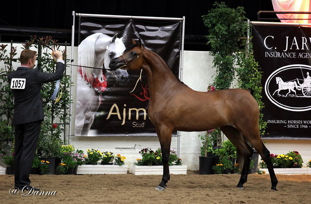 6th Annual Arabian Breeders' World Cup - Day 2