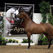 6th Annual Arabian Breeders' World Cup - Day 2