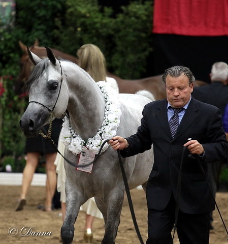 6th Annual Arabian Breeders' World Cup - Day 2
