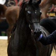 6th Annual Arabian Breeders' World Cup - Day 2