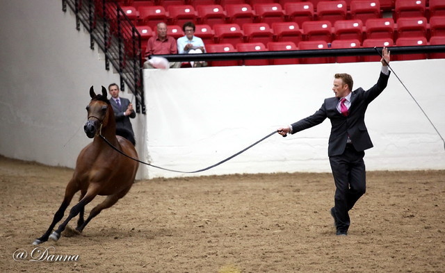 6th Annual Arabian Breeders' World Cup - Day 2