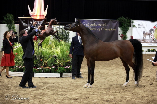 6th Annual Arabian Breeders' World Cup - Day 2