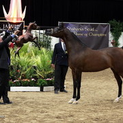 6th Annual Arabian Breeders' World Cup - Day 2