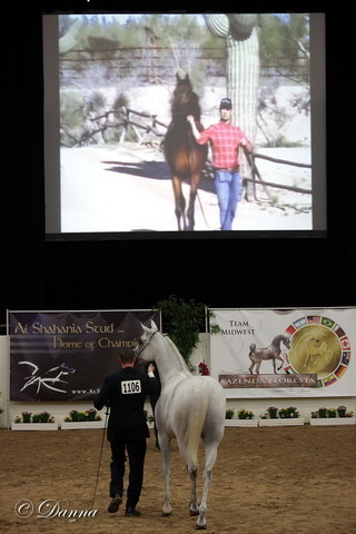 6th Annual Arabian Breeders' World Cup - Day 2