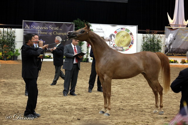 6th Annual Arabian Breeders' World Cup - Day 2