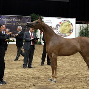 6th Annual Arabian Breeders' World Cup - Day 2