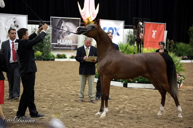 6th Annual Arabian Breeders' World Cup - Day 2