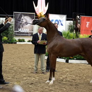 6th Annual Arabian Breeders' World Cup - Day 2