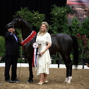 6th Annual Arabian Breeders' World Cup - Day 2