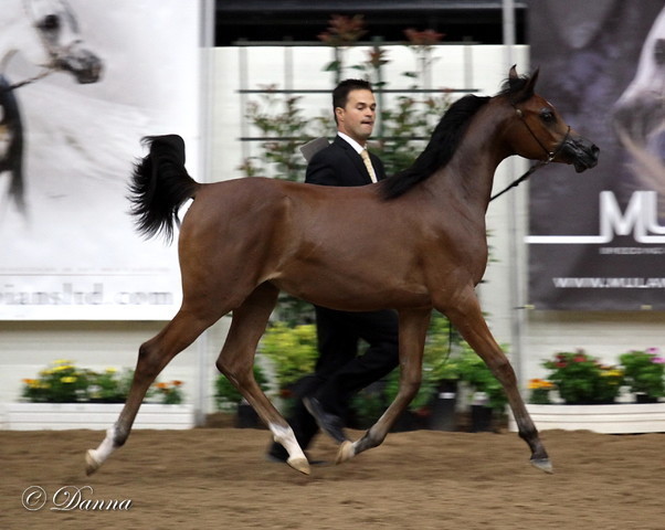 6th Annual Arabian Breeders' World Cup - Day 2