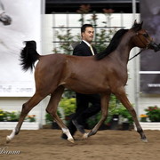 6th Annual Arabian Breeders' World Cup - Day 2