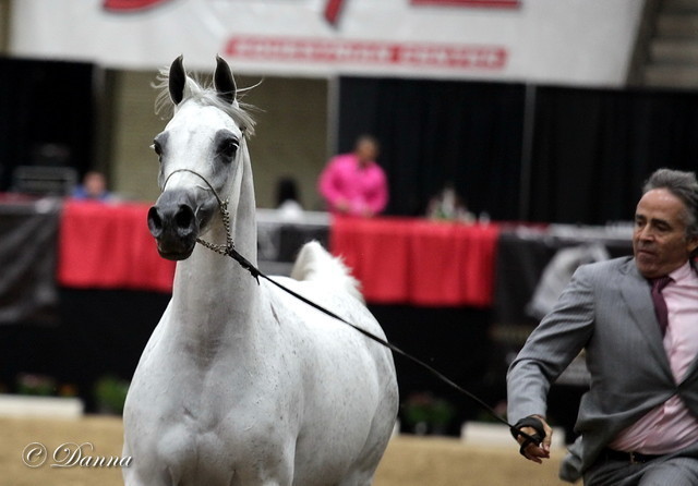 6th Annual Arabian Breeders' World Cup - Day 2