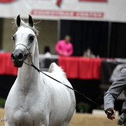 6th Annual Arabian Breeders' World Cup - Day 2