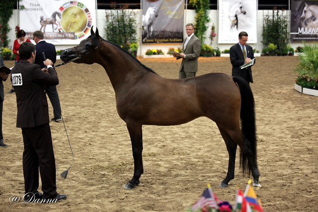 6th Annual Arabian Breeders' World Cup - Day 2