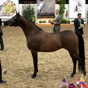 6th Annual Arabian Breeders' World Cup - Day 2