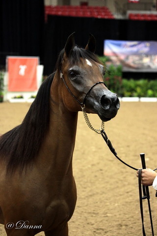 6th Annual Arabian Breeders' World Cup - Day 2