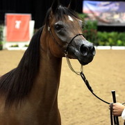 6th Annual Arabian Breeders' World Cup - Day 2