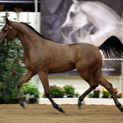6th Annual Arabian Breeders' World Cup - Day 2