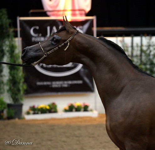 6th Annual Arabian Breeders' World Cup - Day 2