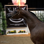 6th Annual Arabian Breeders' World Cup - Day 2