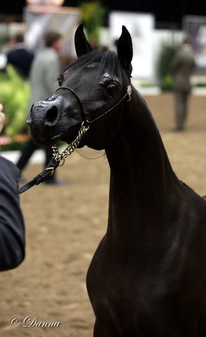 6th Annual Arabian Breeders' World Cup - Day 2