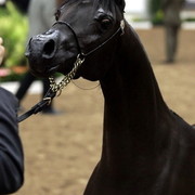 6th Annual Arabian Breeders' World Cup - Day 2