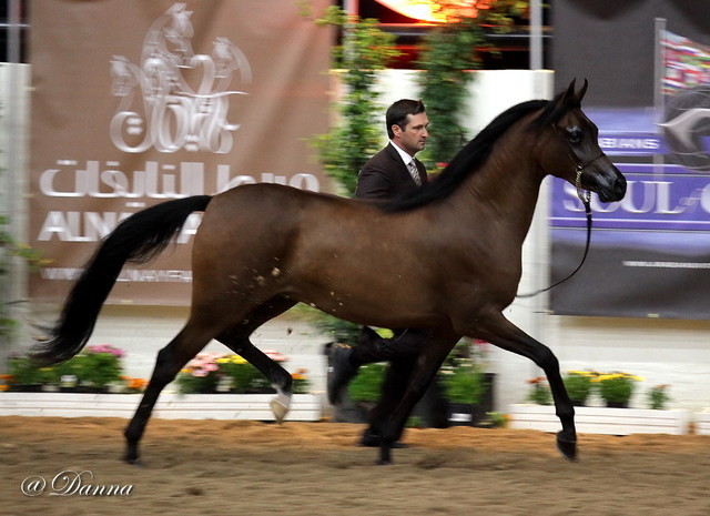6th Annual Arabian Breeders' World Cup - Day 2