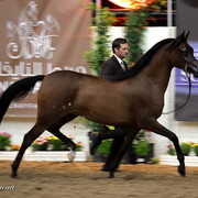 6th Annual Arabian Breeders' World Cup - Day 2