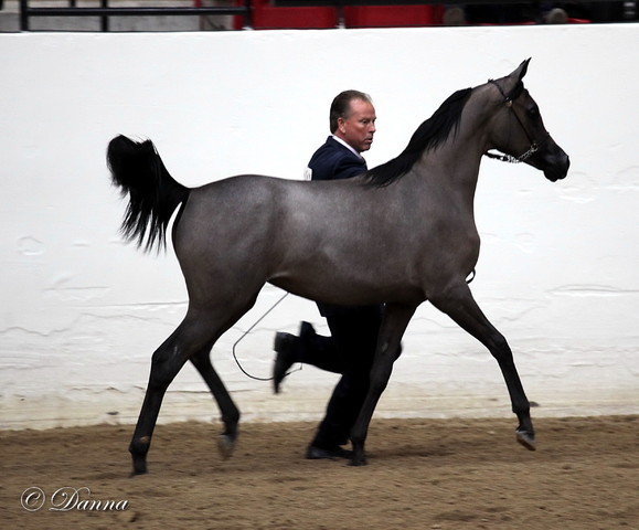 6th Annual Arabian Breeders' World Cup - Day 2