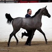 6th Annual Arabian Breeders' World Cup - Day 2